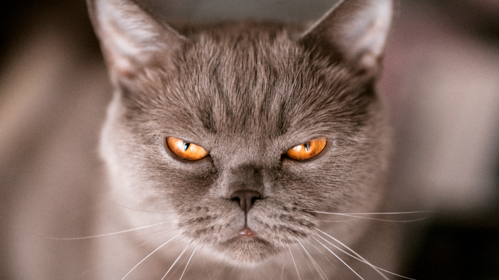 A close-up of a stern-looking grey cat with piercing orange eyes, embodying an air of depression.